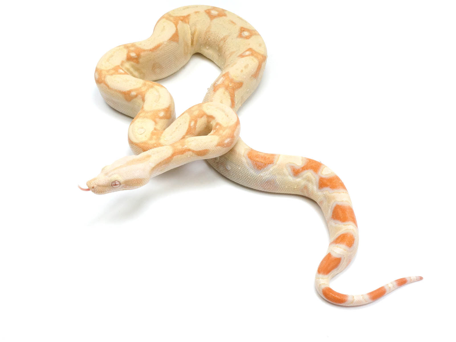 2021 Female Albino IMG Boa Constrictor