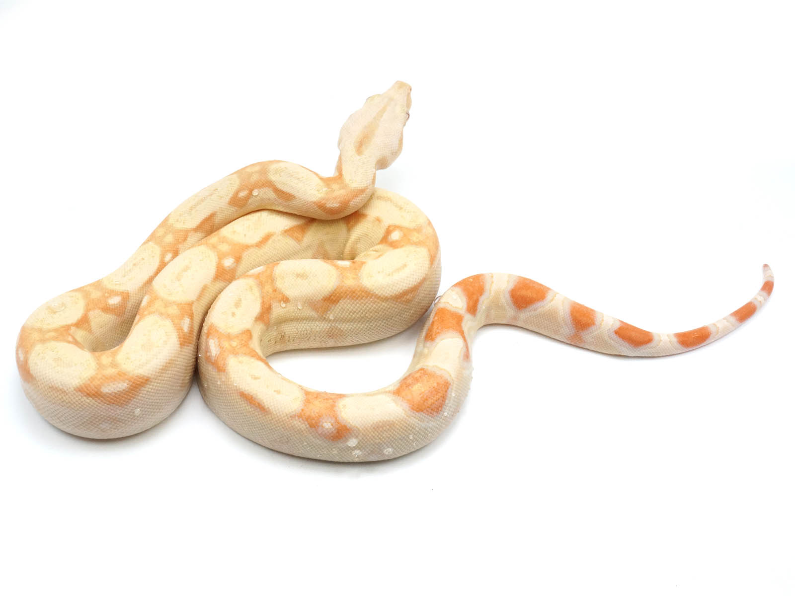 2021 Female Albino IMG Boa Constrictor