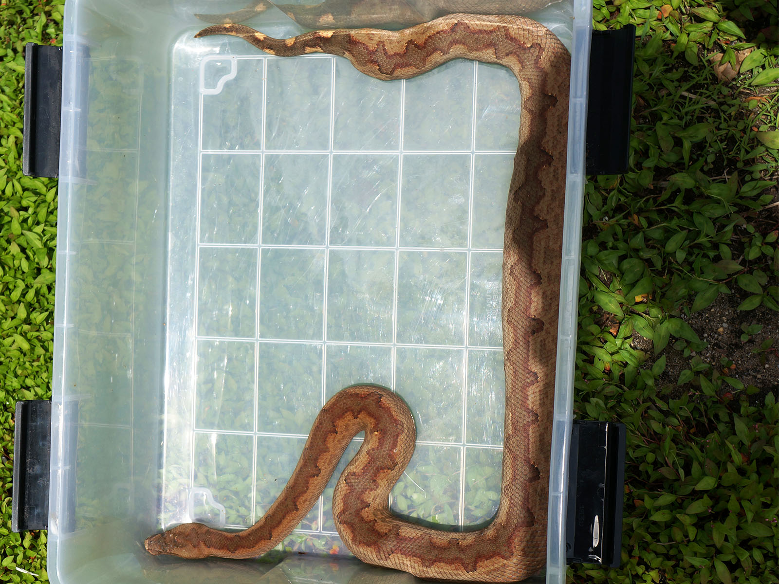 Female Solomon Island Ground Boa - Red