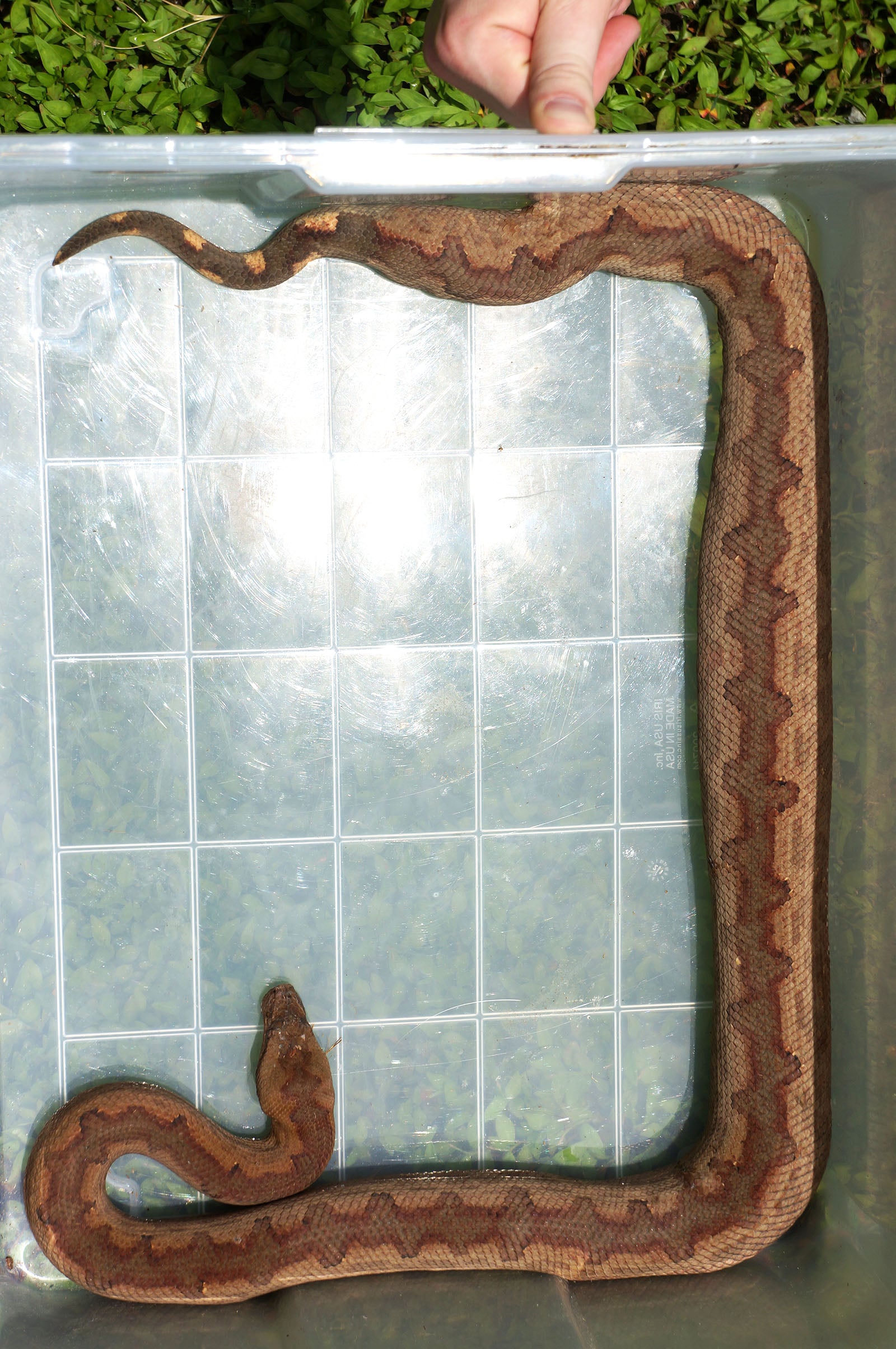 Female Solomon Island Ground Boa - Red