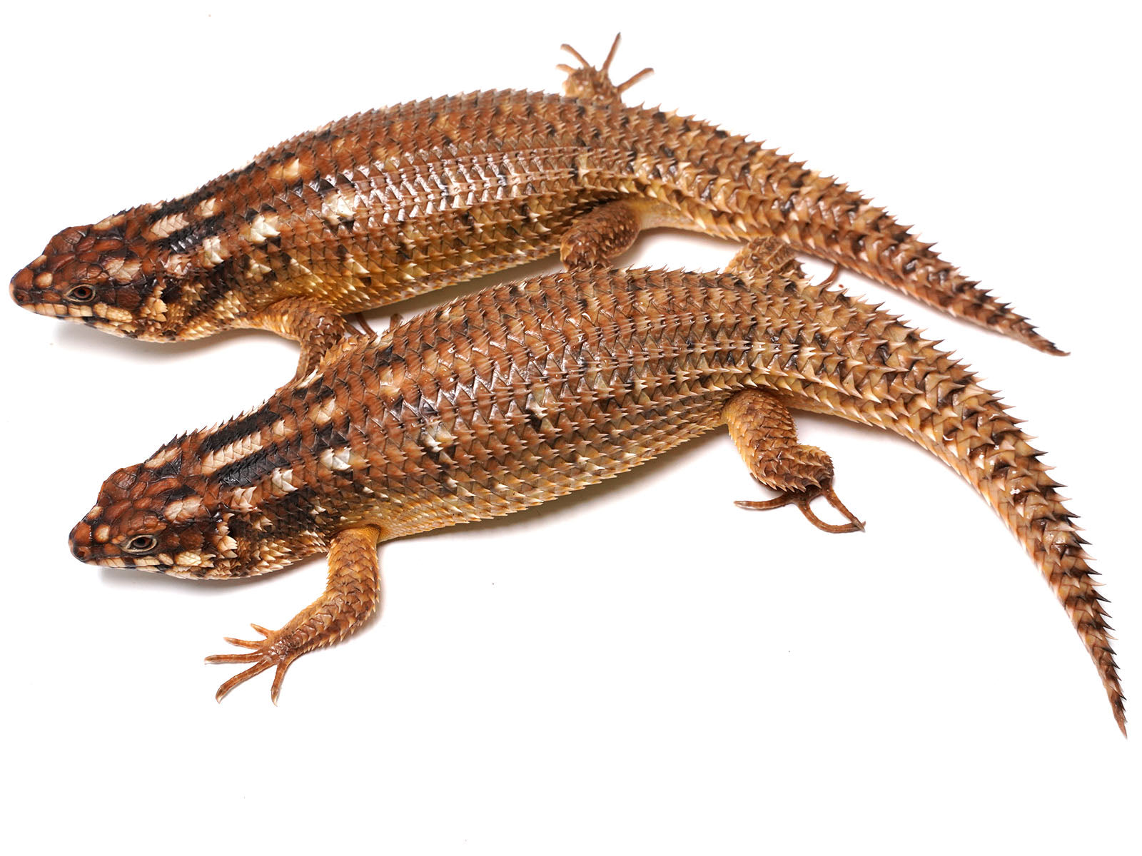 Hosmer's spiny-tailed skink Pair