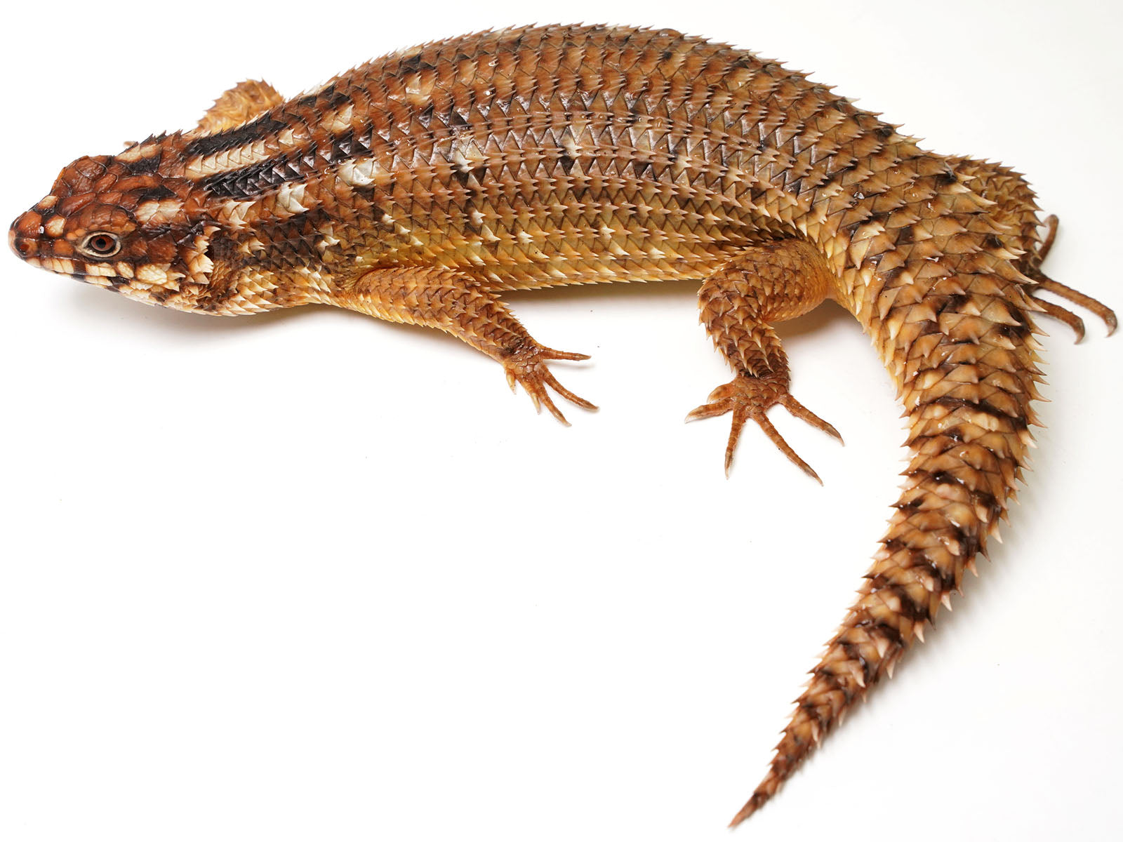Hosmer's spiny-tailed skink Pair