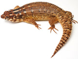 Load image into Gallery viewer, Hosmer&#39;s spiny-tailed skink Pair
