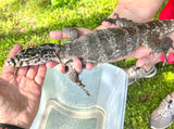 Load image into Gallery viewer, SALE! Male Axanthic Sumbawa Social Water Monitor - Smaller Growing