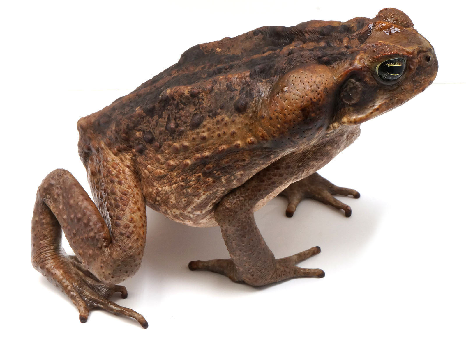 Suriname Locality Giant Marine Toad