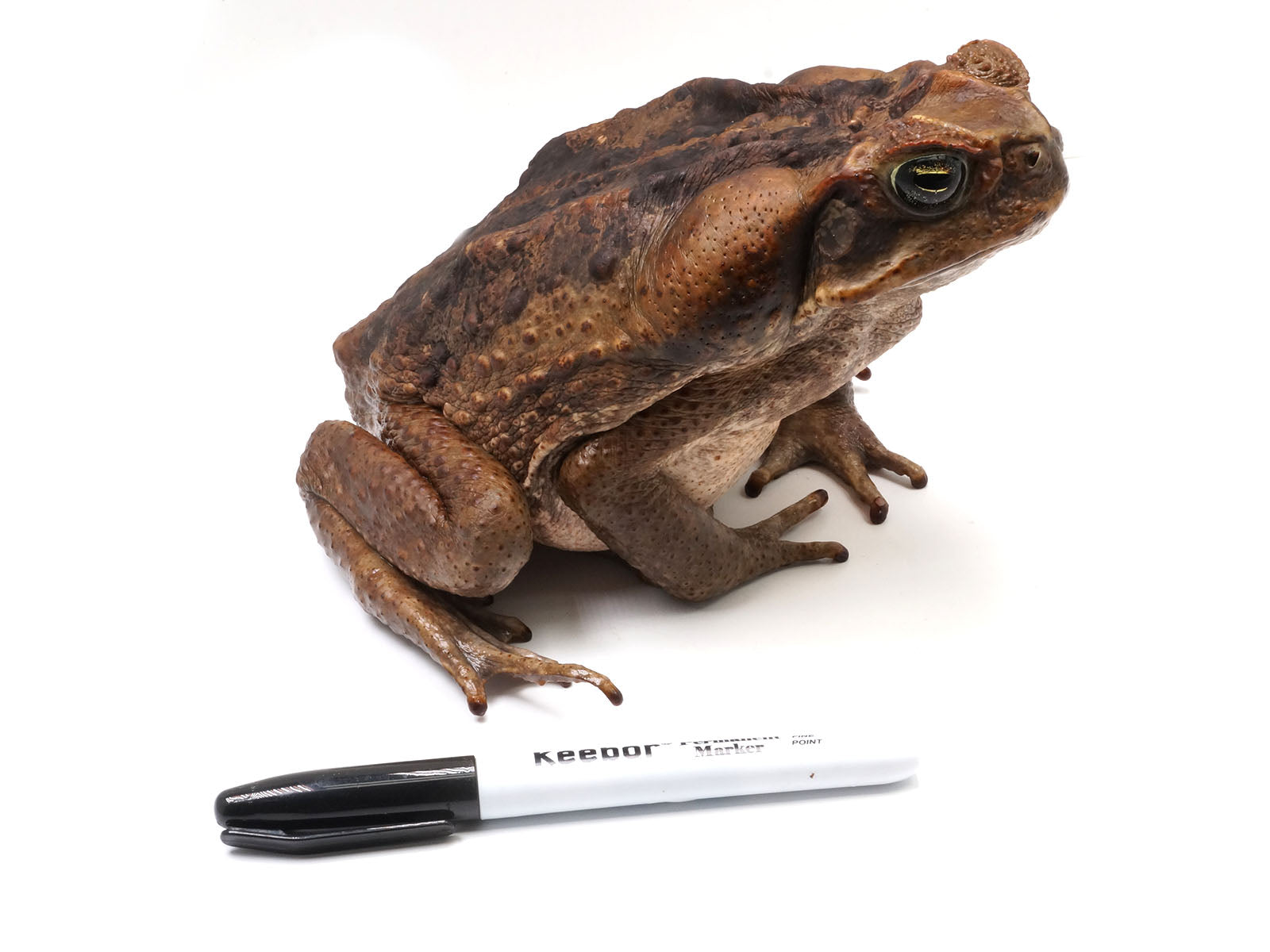 Suriname Locality Giant Marine Toad