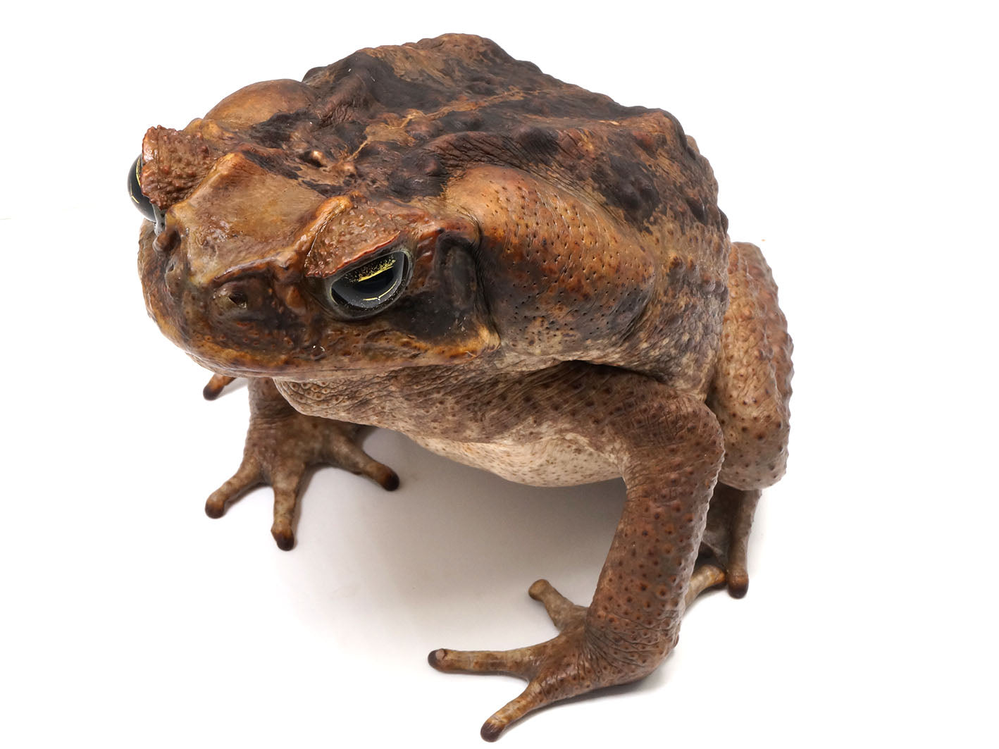 Suriname Locality Giant Marine Toad