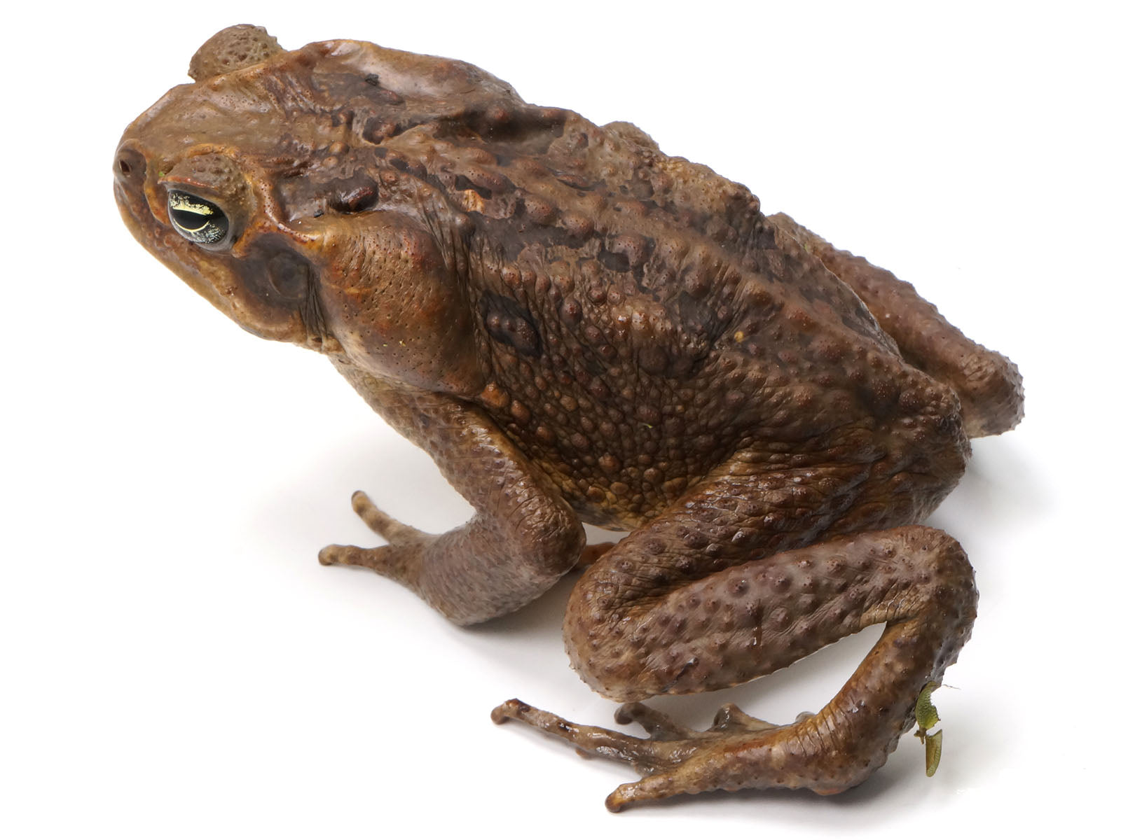 Suriname Locality Giant Marine Toad