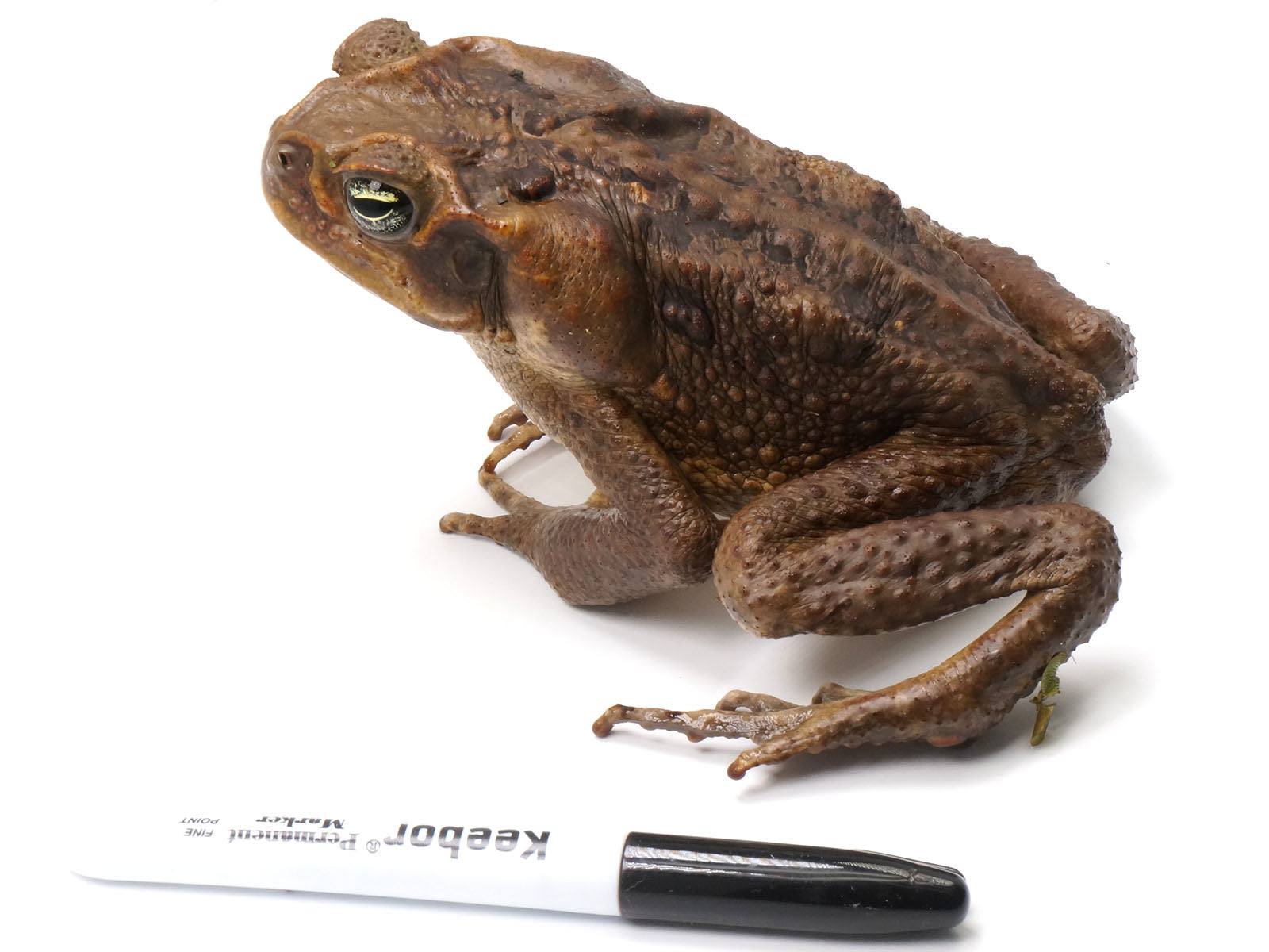 Suriname Locality Giant Marine Toad