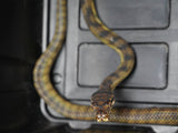 Load image into Gallery viewer, Well Established Long Term Captive Male Sorong Barneck Scrub Python