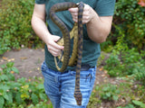Load image into Gallery viewer, Well Established Long Term Captive Male Sorong Barneck Scrub Python