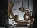 Load image into Gallery viewer, Well Established Long Term Captive Male Wamena Scrub Python