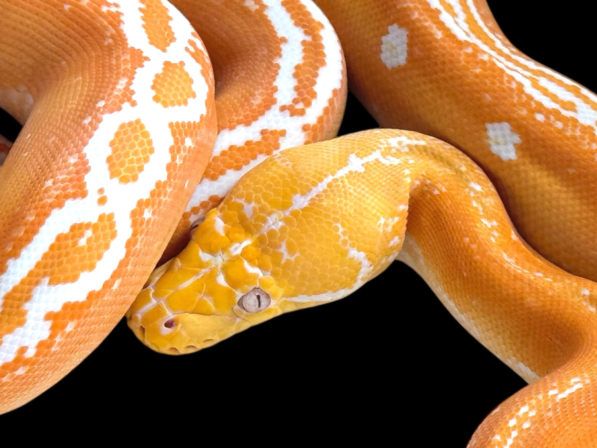 Gorgeous Reticulated Pythons For Sale – New England Reptile - NERD