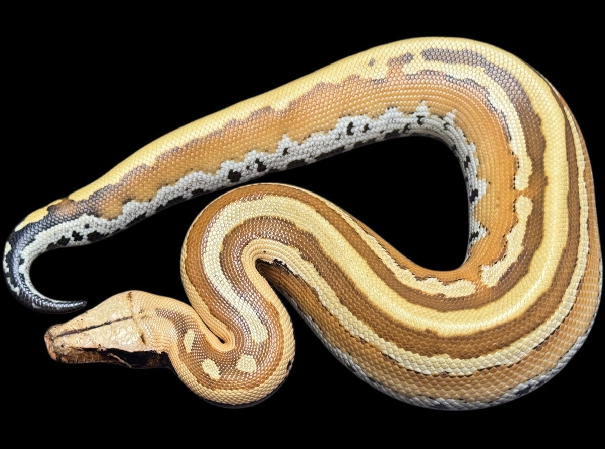 Blood & Short-Tail Pythons For Sale – New England Reptile - NERD