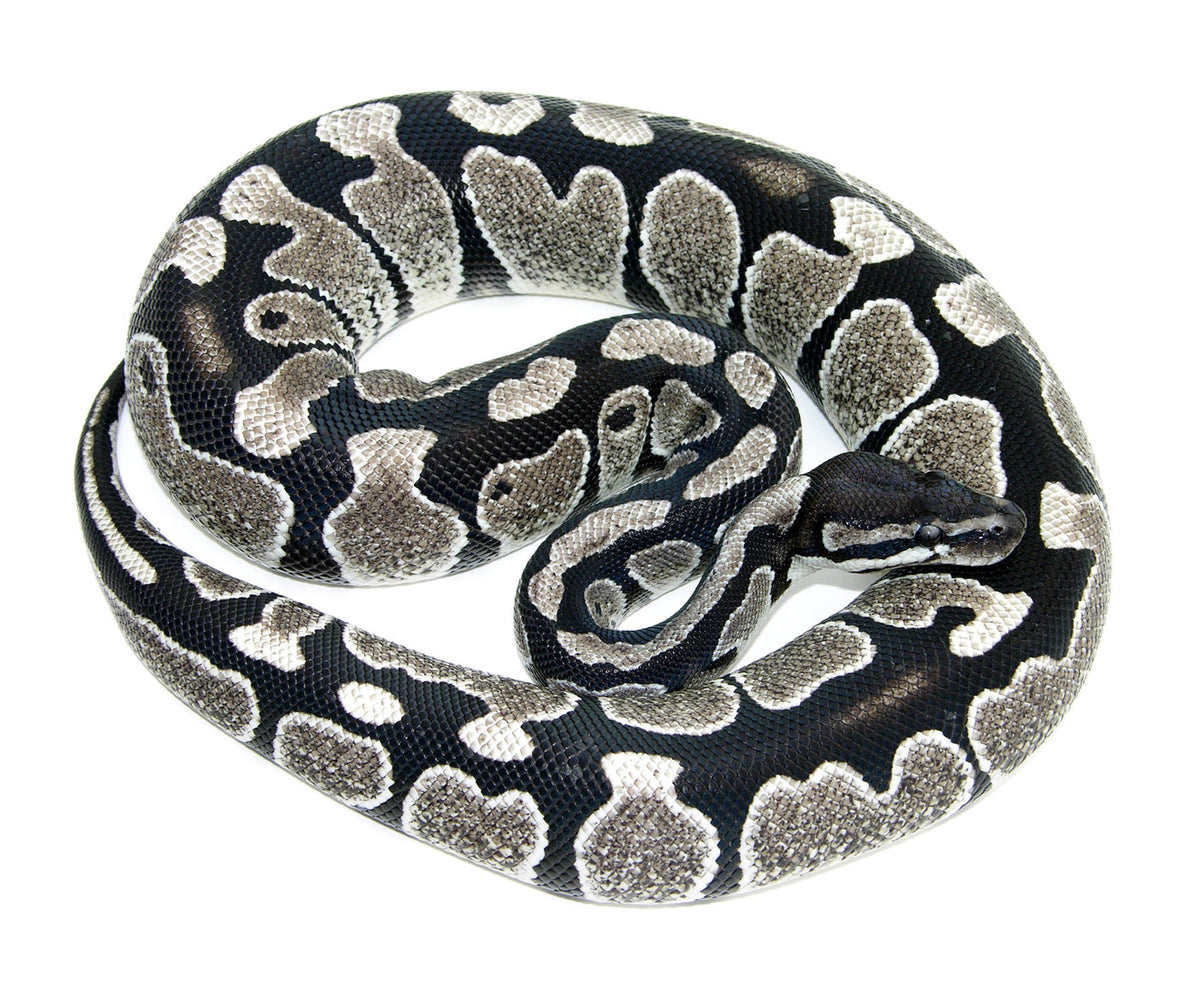 Axanthic Ball Python Morphs – New England Reptile - NERD