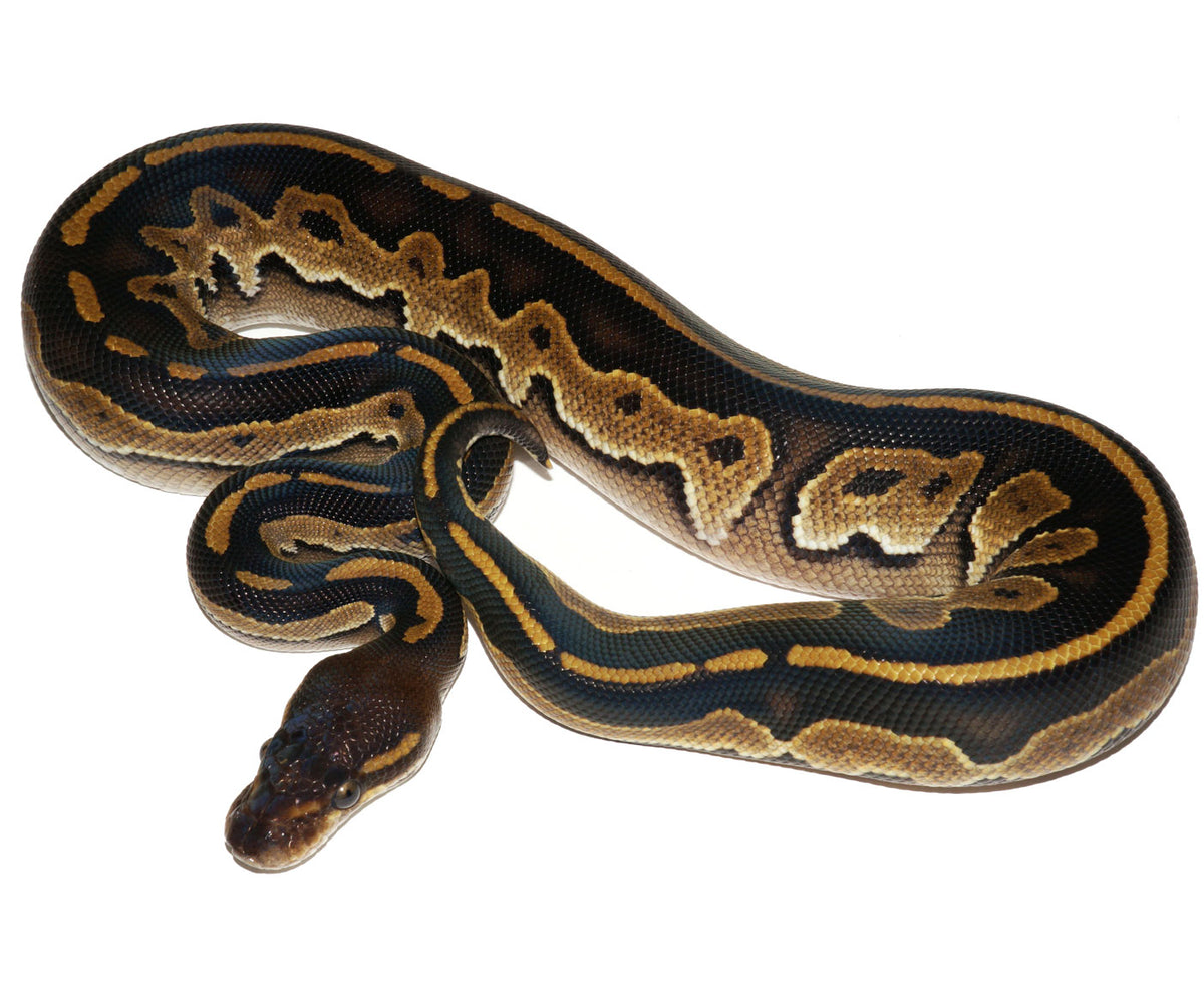 Black Pastel / Cinnamon Ball Python Morphs – New England Reptile - NERD