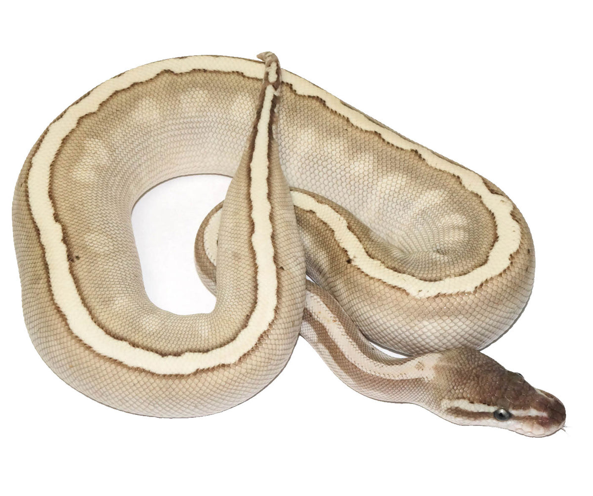 Pastel Lesser Bee Ball Python