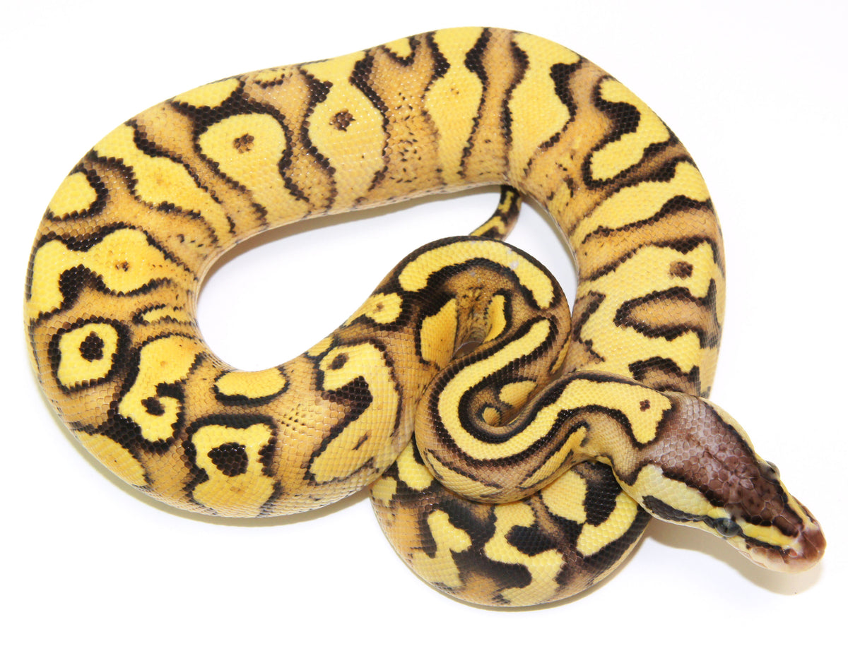 Fire / Lucifer Ball Python Morphs – New England Reptile - NERD