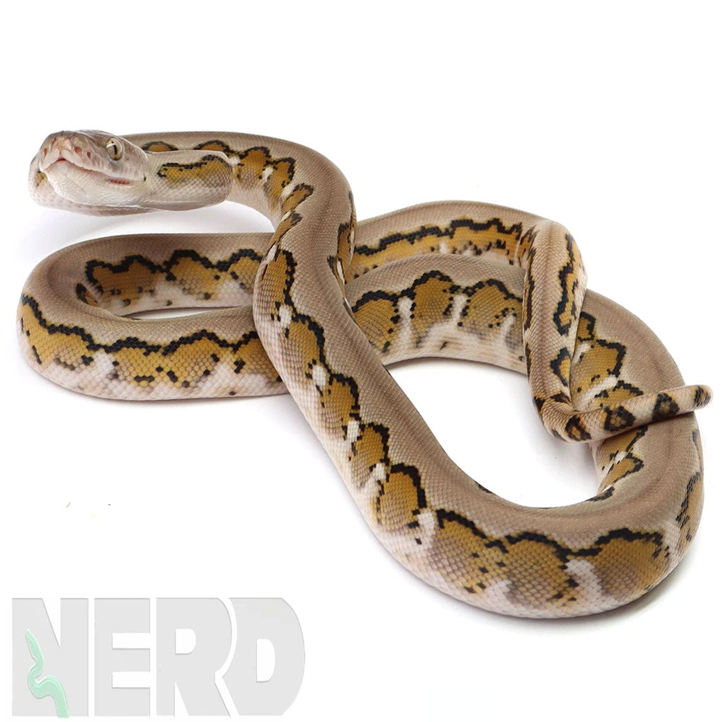 Reticulated Pythons – New England Reptile - NERD