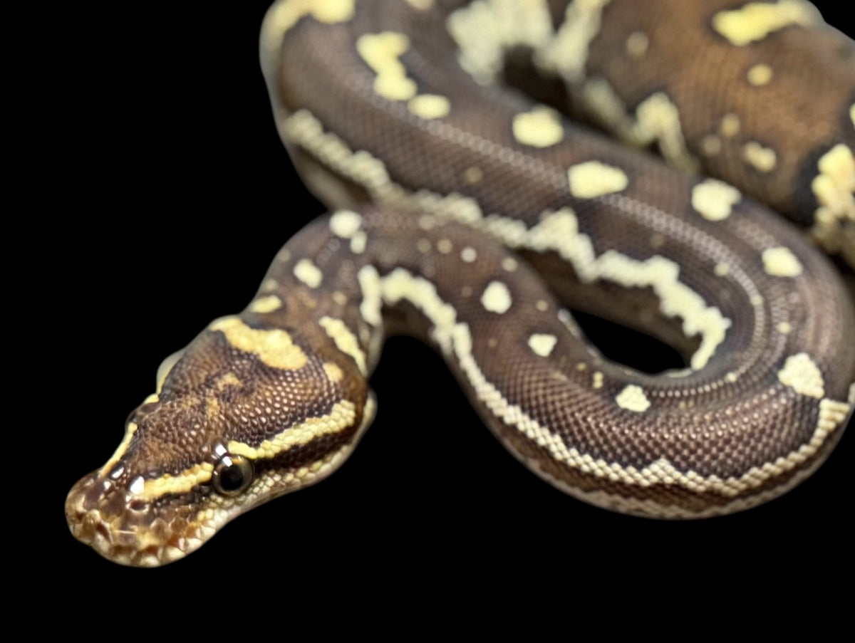 More Pythons For Sale - Carpet, Green Tree, Burmese, Boelen's Pythons ...