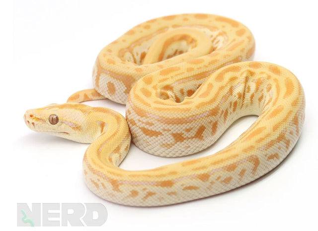 Ball Pythons, Boas, Colubrids, Monitors, Lizards & Other Reptiles NERD ...