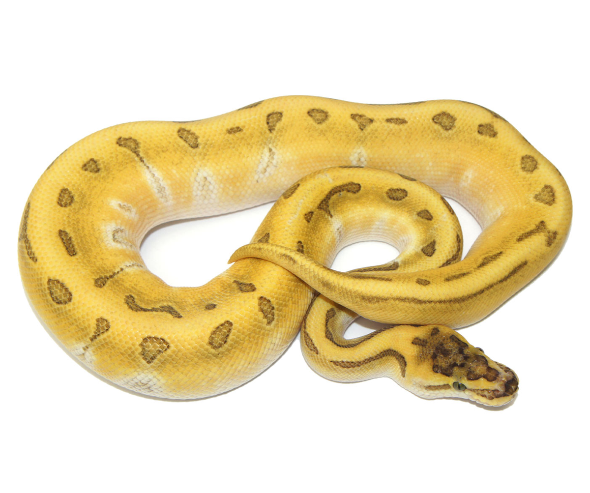 Enchi Ball Python Morphs – New England Reptile - NERD