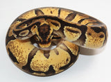 Load image into Gallery viewer, 2021 Female Pastel Enchi Possible Het Albino Possible Het Pied Ball Python