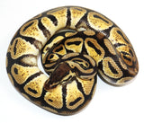 Load image into Gallery viewer, 2021 Male Pastel Het. Axanthic Possible Het Genetic Stripe Ball Python