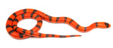 Load image into Gallery viewer, 2023 Male Hypo Het Albino Possible Het Anerythristic Honduran Milk Snake