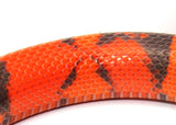 Load image into Gallery viewer, 2023 Male Hypo Het Albino Possible Het Anerythristic Honduran Milk Snake