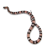 Load image into Gallery viewer, 2023 Anerythristic Possible Het Pearl Honduran Milk Snake