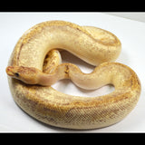 Load image into Gallery viewer, 2018 Male Pastel Champagne Odium Lucifer Ball Python.