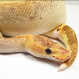 Load image into Gallery viewer, 2018 Male Pastel Champagne Odium Lucifer Ball Python.