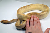 Load image into Gallery viewer, 2018 Male Pastel Champagne Odium Lucifer Ball Python.