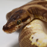 Load image into Gallery viewer, 2018 Female Enchi Hidden Gene Woma Odium + Ball Python.