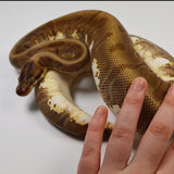 Load image into Gallery viewer, 2018 Female Enchi Hidden Gene Woma Odium + Ball Python.