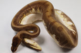 Load image into Gallery viewer, 2018 Female Enchi Hidden Gene Woma Odium + Ball Python.