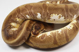 Load image into Gallery viewer, 2018 Female Enchi Hidden Gene Woma Odium + Ball Python.