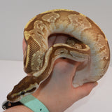 Load image into Gallery viewer, 2018 Female Yellowbelly Lucifer Odium Enchi Possible Het Pied Ball Python.