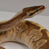 Load image into Gallery viewer, 2018 Female Yellowbelly Lucifer Odium Enchi Possible Het Pied Ball Python.