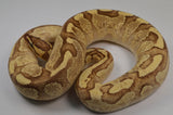 Load image into Gallery viewer, 2018 Female Yellowbelly Lucifer Odium Enchi Possible Het Pied Ball Python.