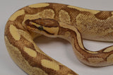 Load image into Gallery viewer, 2018 Female Yellowbelly Lucifer Odium Enchi Possible Het Pied Ball Python.