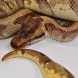 Load image into Gallery viewer, 2018 Female Pastel Enchi Hidden Gene Woma Odium ++ Ball Python.