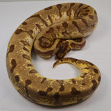 Load image into Gallery viewer, 2018 Female Pastel Enchi Hidden Gene Woma Odium ++ Ball Python.