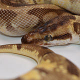 Load image into Gallery viewer, 2018 Female Pastel Enchi Hidden Gene Woma Odium ++ Ball Python.