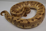 Load image into Gallery viewer, 2018 Female Pastel Enchi Hidden Gene Woma Odium ++ Ball Python.