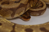 Load image into Gallery viewer, 2018 Female Pastel Enchi Hidden Gene Woma Odium ++ Ball Python.