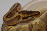 Load image into Gallery viewer, 2018 Female Pastel Enchi Hidden Gene Woma Odium ++ Ball Python.