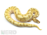 Load image into Gallery viewer, 2019 Male Super Enchi Lesser Spider Orange Dream Yellowbelly Ball Python