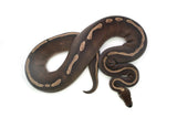 Load image into Gallery viewer, Adult Female GHI Mojave Possible Sable Ball Python